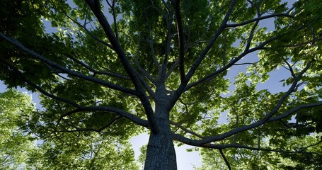 Looking up oak tree. Fresh green in spring morning backlit. 3D rendering.