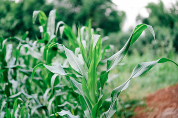 Sugarcane plants are growing in a small field. © BOONSOM