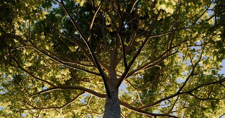 Looking up oak tree. Fresh yellow green in early morning. 3D rendering.