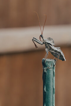 close up macro photo of a North American wheel bug (Arilus cristatus) rearing up on top of a stick