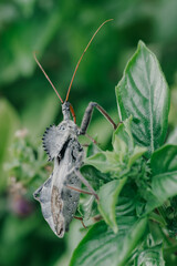 close up macro photo of a North American wheel bug (Arilus cristatus) hiding between the leafs of a...