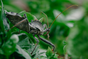 Fototapeta premium close up macro photo of a North American wheel bug (Arilus cristatus) hiding between the leafs of a basil plant with some flowers visible