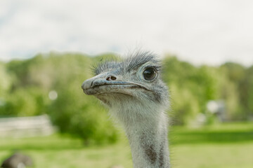 portrait of an ostrich in front of green scenery