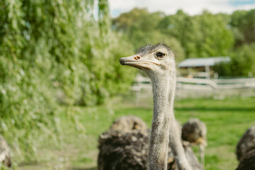 portrait of an ostrich in front of green scenery