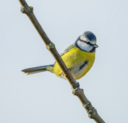 Eurasian blue tit (Cyanistes caeruleus) on a branch