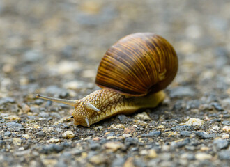 Roman snail (Helix pomatia) on a road