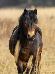 wild exmoor pony front portrait