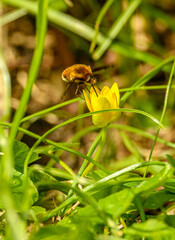 large bee-fly (Bombylius major) on yellow flower