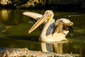 rosy or great white pelican (Pelecanus onocrotalus) spreading wings