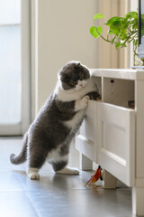 British shorthair cat opens cabinet drawer