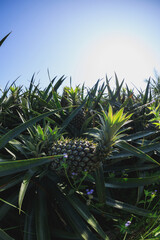 Pineapple grow on tree in garden