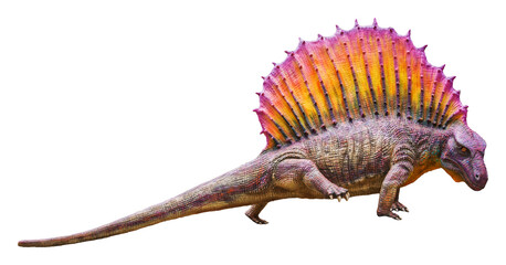 Edaphosaurus is a herbivore genus of Edaphosaurid Synapsid that lived in the Permian periods	
