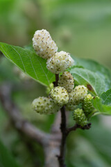 White mulberry fruit on branches, vibrant nature close-up photography