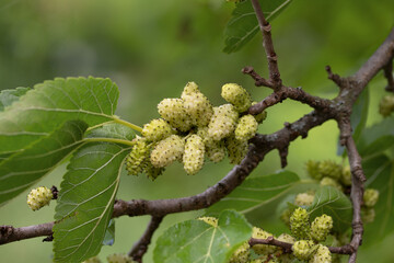 White mulberry fruit on branches, vibrant nature close-up photography