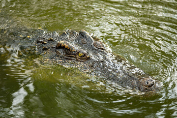 Fototapeta premium Crocodile in the river and the body of the crocodile is partially submerged. The crocodile poked its head into the river. Concepts about wildlife and environment 