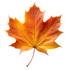 Fototapeta premium autumn leaf isolated an white background
