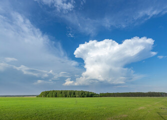 A wide open field stretching towards a cluster of trees in the distance, offering a tranquil and picturesque view of natures beauty under the soft light of spring.