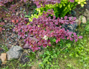 Obraz premium A close-up view of a purple-leaved barberry bush with raindrops clinging to its leaves, creating a vibrant, jewel-toned display.
