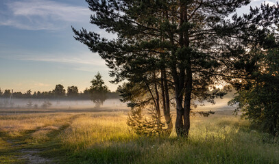 A single pine tree stands tall in a field, silhouetted against a misty morning sunrise. The light filters through the leaves, casting long shadows on the ground.