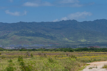 Fototapeta premium Neltuma pallida / Prosopis pallida is a species of mesquite tree.kiawe. huarango,American carob, Iroquois Rd, Ewa, Oahu Hawaii. Leeward Coast / Waianae Volcanics 