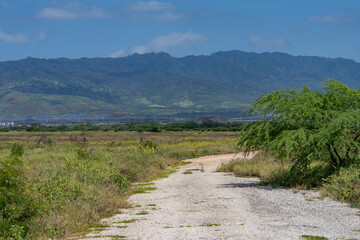 Neltuma pallida / Prosopis pallida is a species of mesquite tree.kiawe. huarango,American carob,...