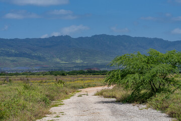 Neltuma pallida / Prosopis pallida is a species of mesquite tree.kiawe. huarango,American carob,...