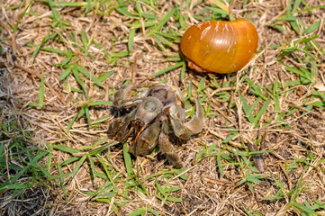 The hermit crab has come out of its shell