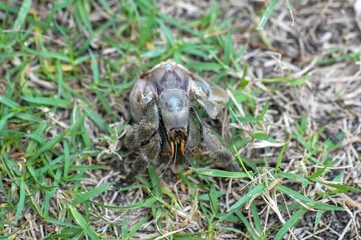 The hermit crab has come out of its shell