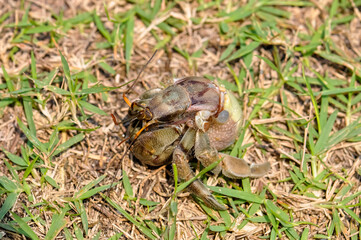 The hermit crab has come out of its shell