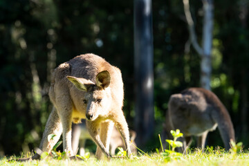Kangaroo portrait at eye level