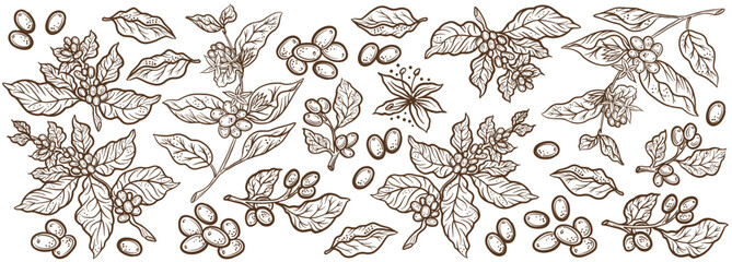 Coffee beans and leaves. Coffea plant pattern background. Floral ornament. Hand drawn vector sketch.