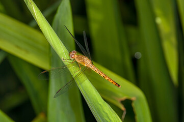 Beautiful photo of a dragonfly in evening Thailand. Macro photo of a dragonfly