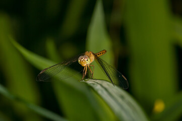 Beautiful photo of a dragonfly in evening Thailand. Macro photo of a dragonfly