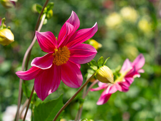 Obraz premium 赤いダリアの花