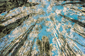 Converging eucalyptus trees © Brian Scantlebury