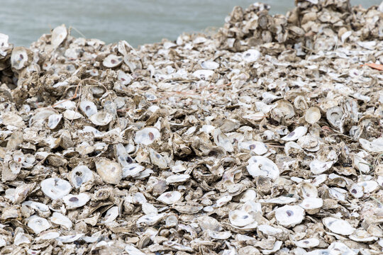 Stack of abandoned oyster shell