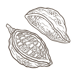 Cocoa bean. Vector line design element. Editable outline stroke.