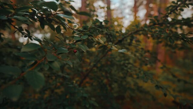 4K. Cotoneaster brilliant close-up. The brilliant cotoneaster grows on rocky slopes, on pebbles of rivers, in thickets of bushes and deciduous-mixed forests.