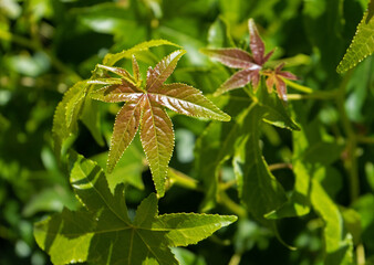 Liquidambar leaves in Spring, newly emerging
