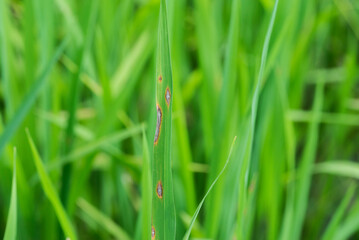 Rice blast disease,close up shot.