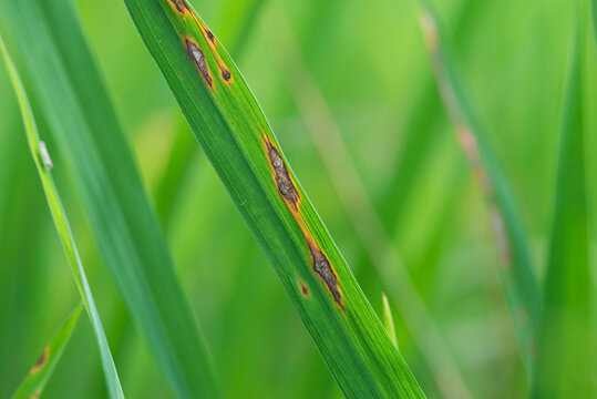 Rice blast disease,close up shot.