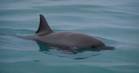Fototapeta premium Vaquita (Phocoena sinus): The vaquita is a critically endangered porpoise species found in the Gulf of California, Mexico.