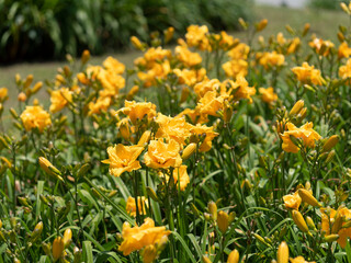 黄色いヘメロカリスの花「ポジョ」