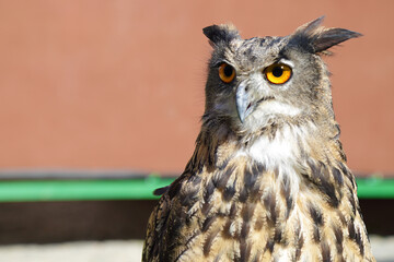 Eurasian eagle-owl (Bubo bubo) perched at a bird exhibit