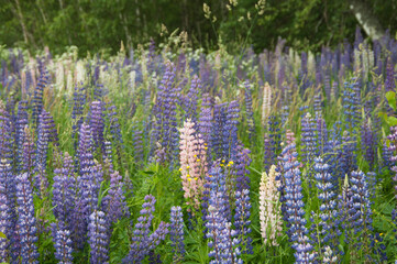 Lupin flowers in a meadow, close up shot