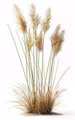 Fototapeta premium Cluster of Pampas Grass with Tall Feathery Plumes and Slender Leaves, Dense Natural Arrangement on white Background