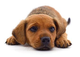 Brown beautiful puppy.