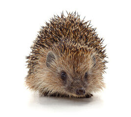 One little hedgehog.