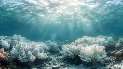 coral reef bleached white and dying, highlighting the devastating impact of ocean acidification on marine ecosystems.