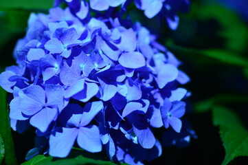 夜の紫陽花２
